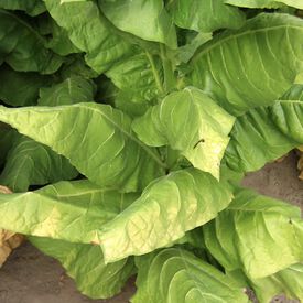 Havana 501, Tobacco Seed